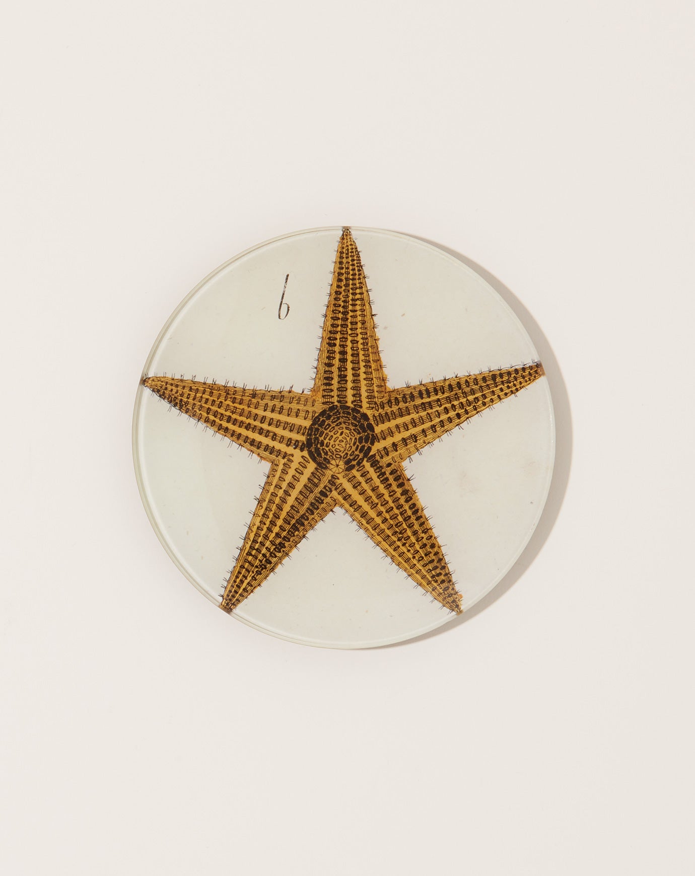 John Derian Starfish 5 1/4" Round