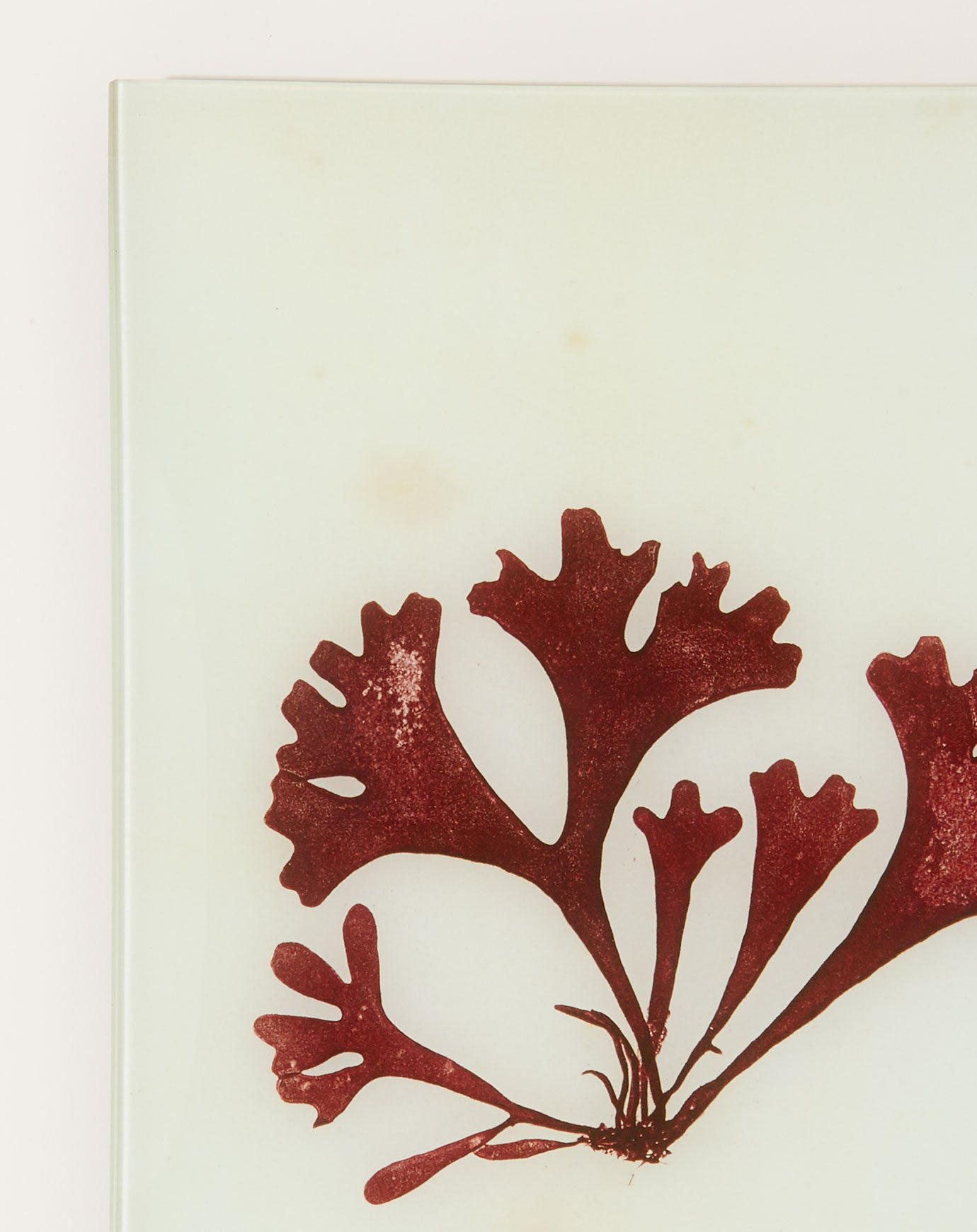 John Derian #14 Seaweed (XCIA) Tray