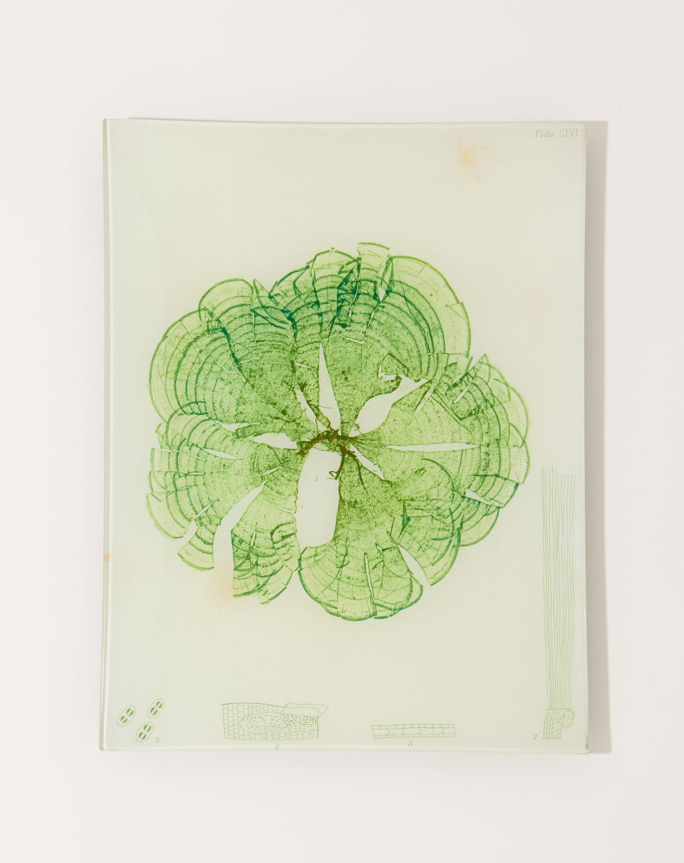 John Derian #20 Seaweed (CLVI) Tray