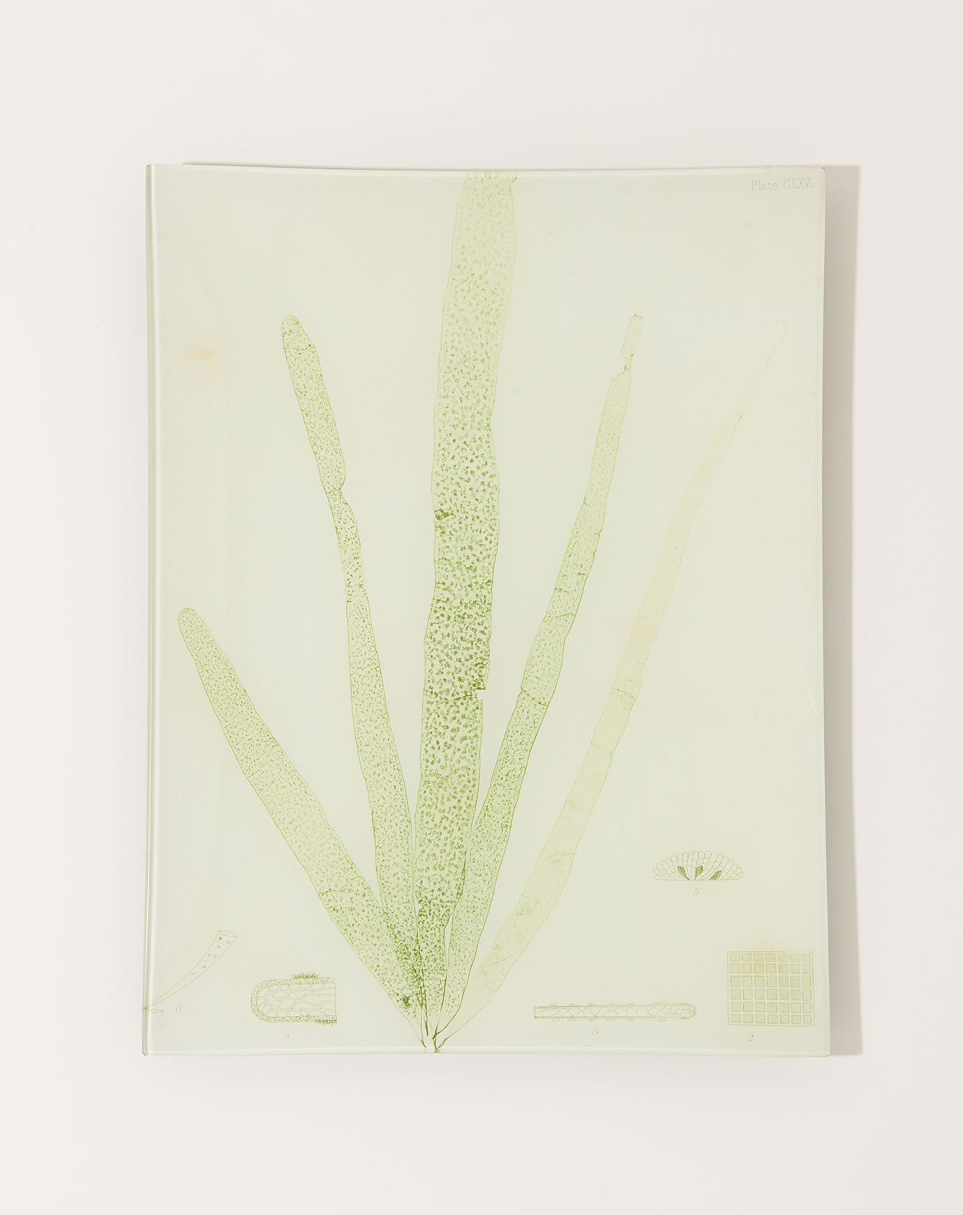 John Derian #4 Seaweed (CLXV) Tray