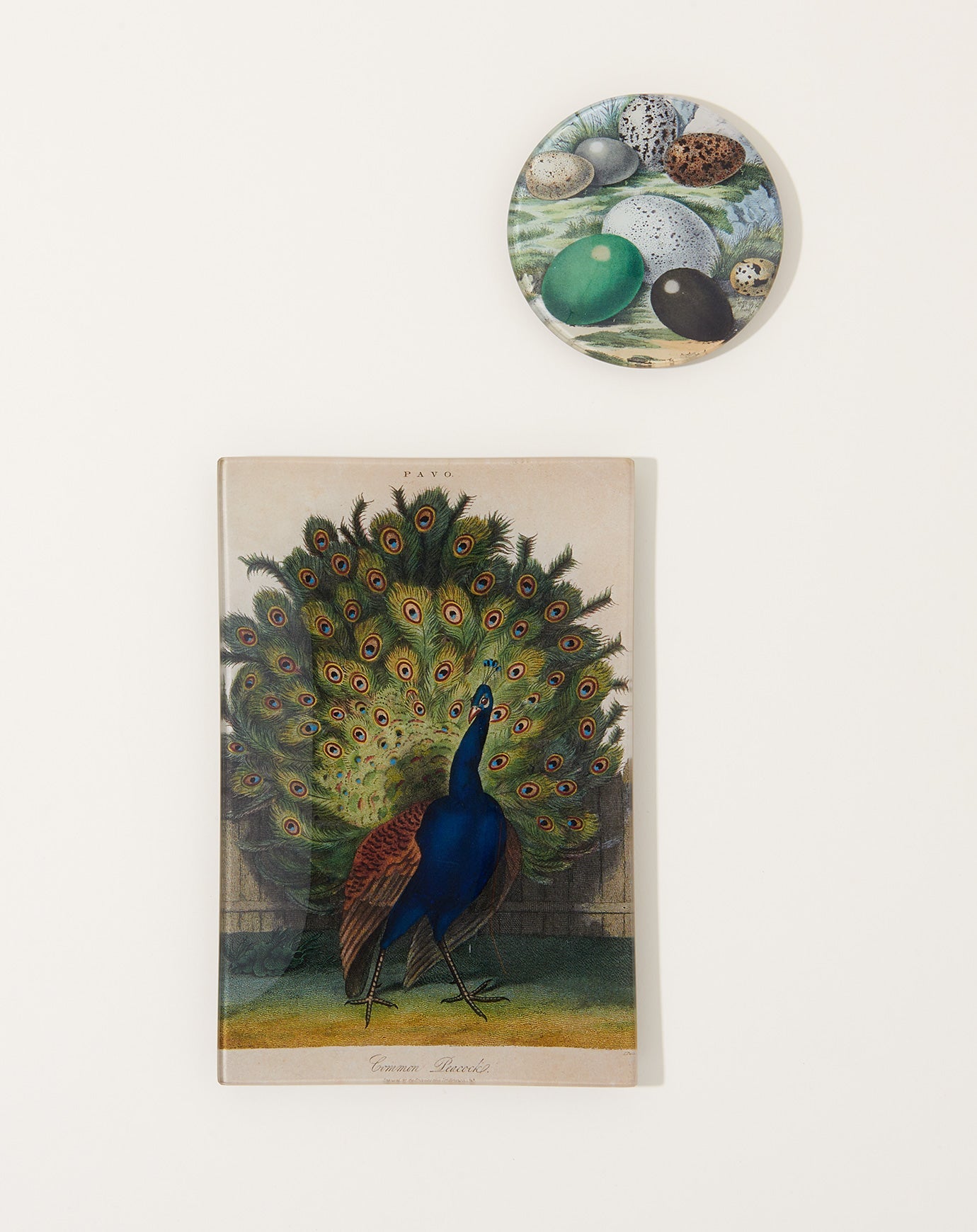 John Derian Common Peacock Rectangular Tray