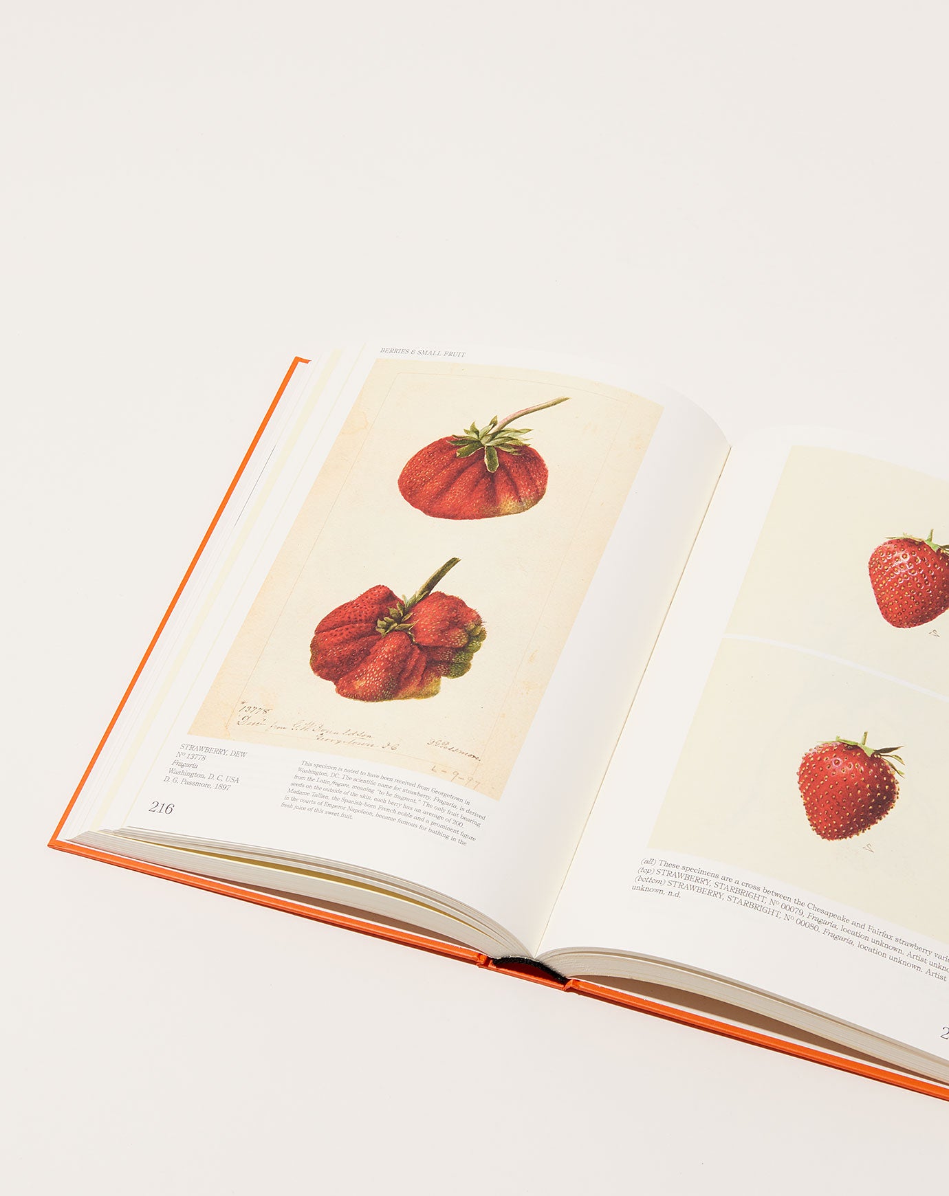 Artbook An Illustrated Catalog of American Fruits & Nuts