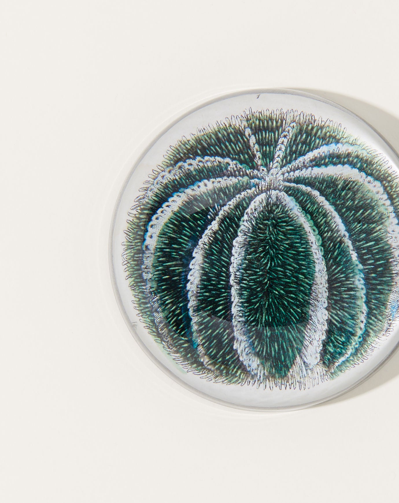 John Derian Blue Sea Urchin Dome Paperweight