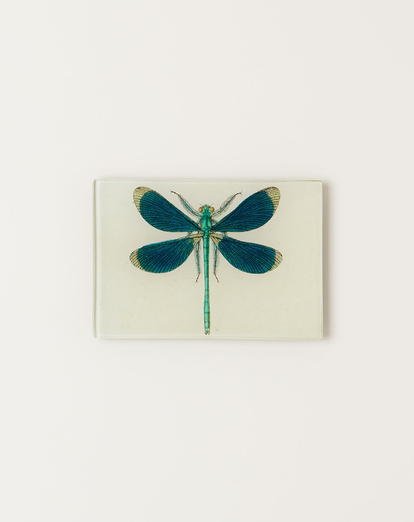 John Derian Dragonfly Pin Up Tiny Tray