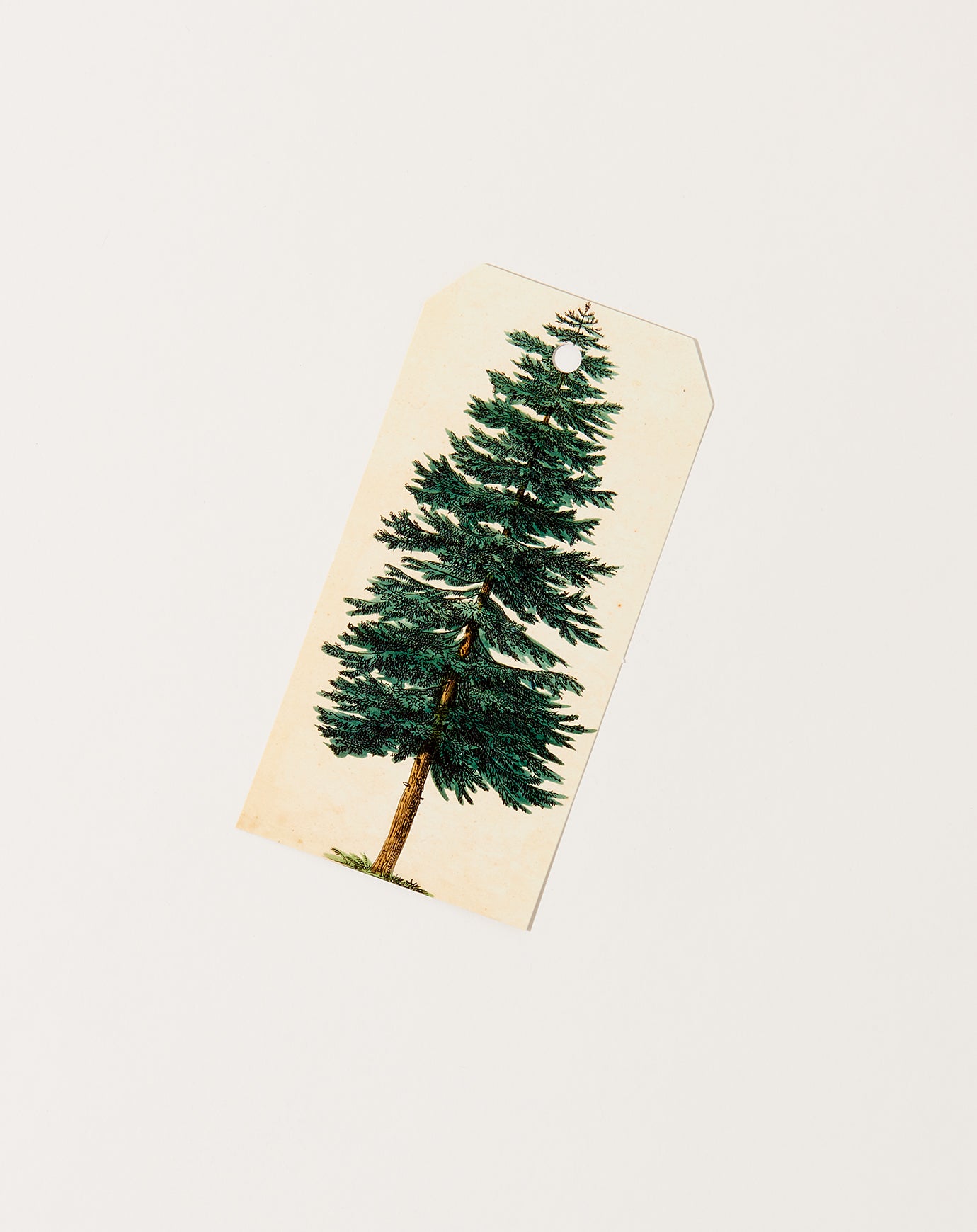 John Derian Evergreen Tree Gift Tags