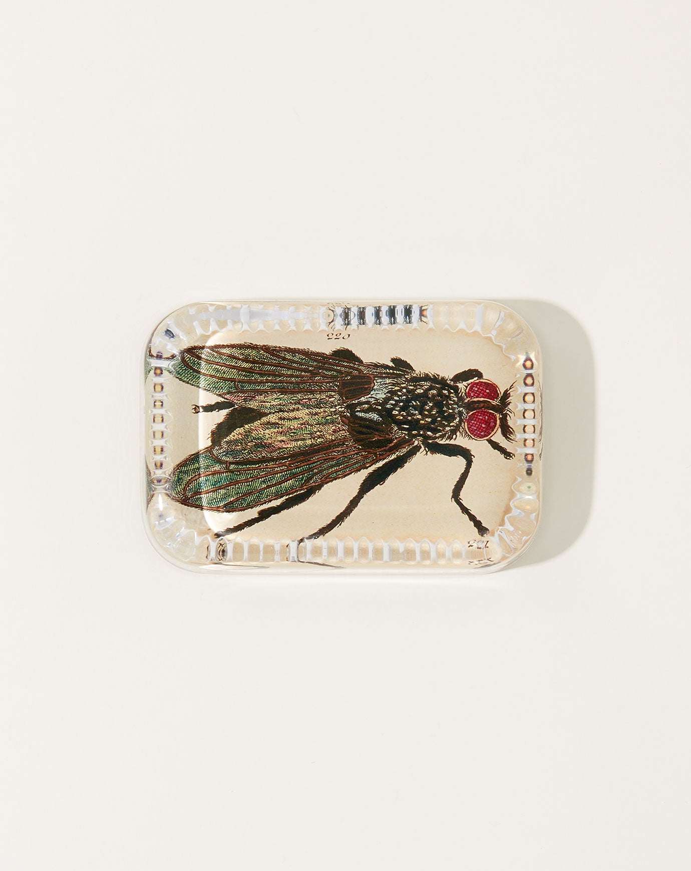 John Derian Fly Dotted Edge Paperweight