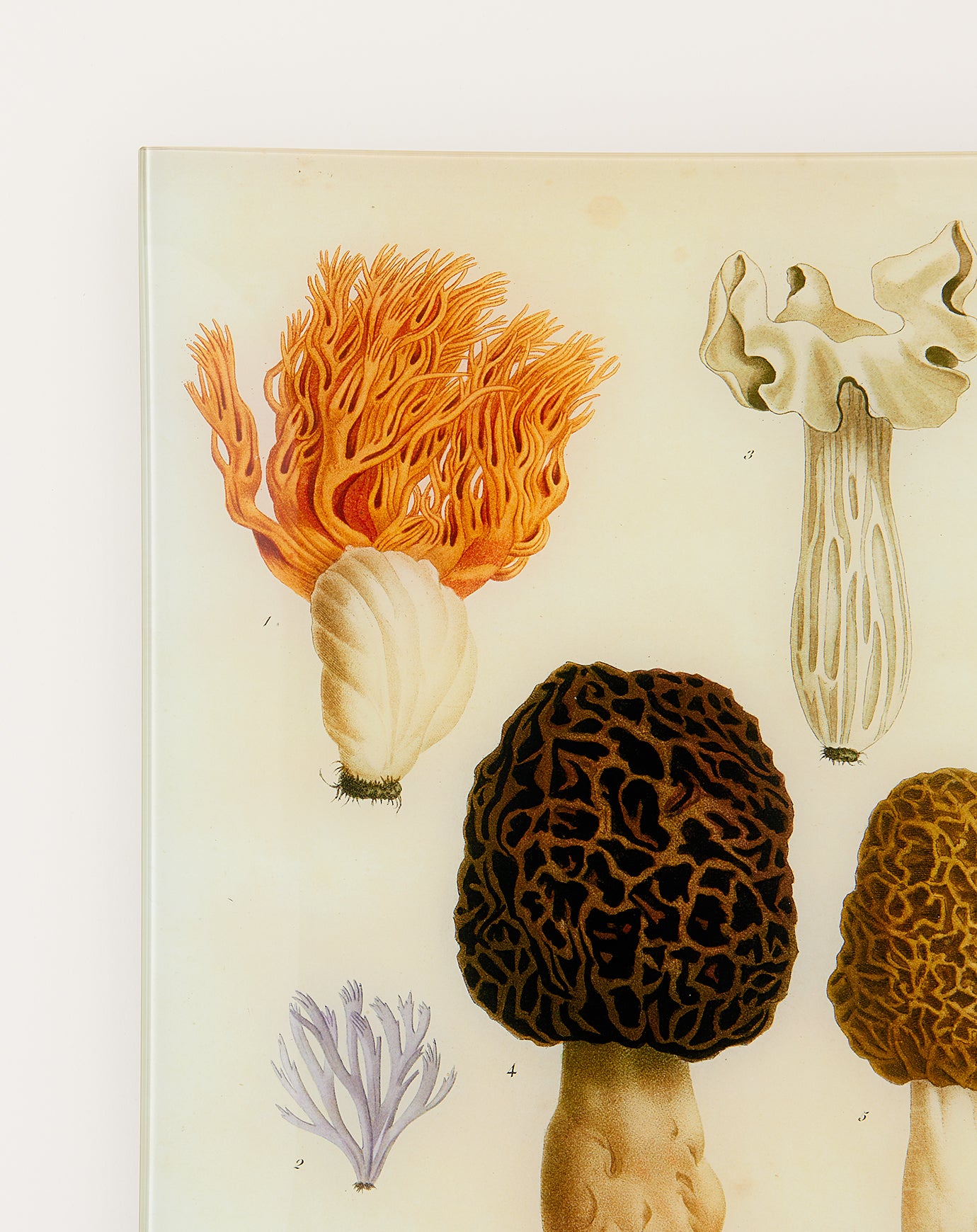 John Derian Mushrooms Pl.1 Wall Tray