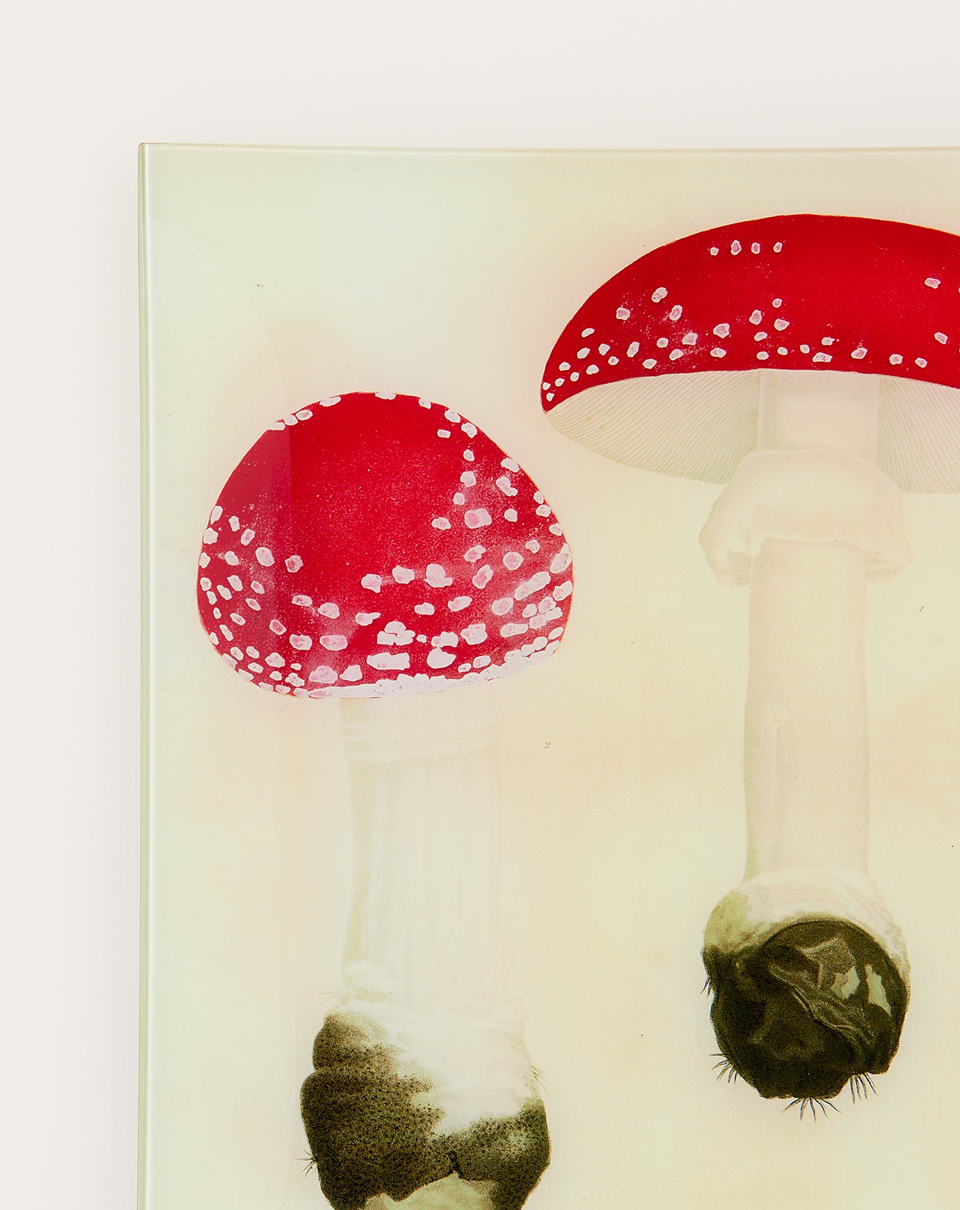 John Derian Mushrooms Pl.18 Wall Tray