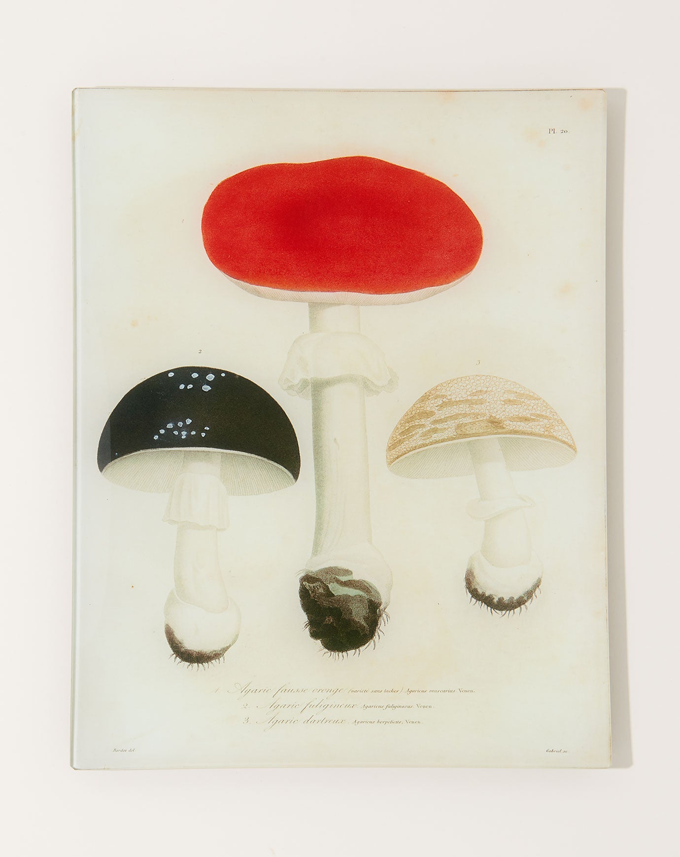 John Derian Mushrooms Pl.20 Wall Tray