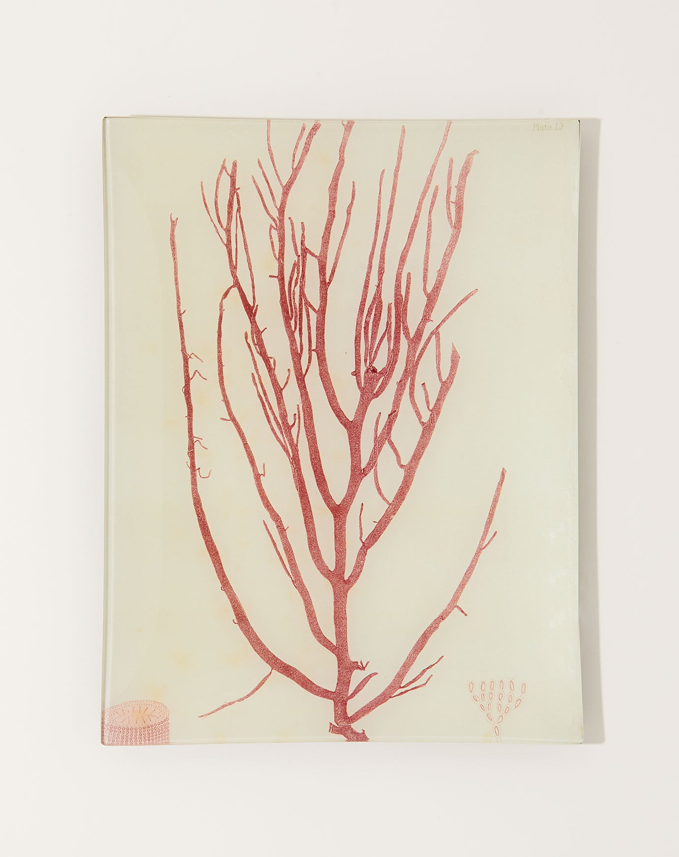 John Derian #3 Seaweed (LX) Tray