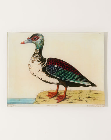 #48 Muscovy Duck Tray