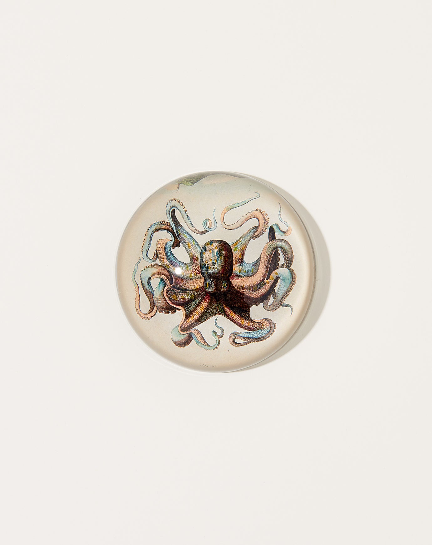 John Derian Octopus Dome Paperweight