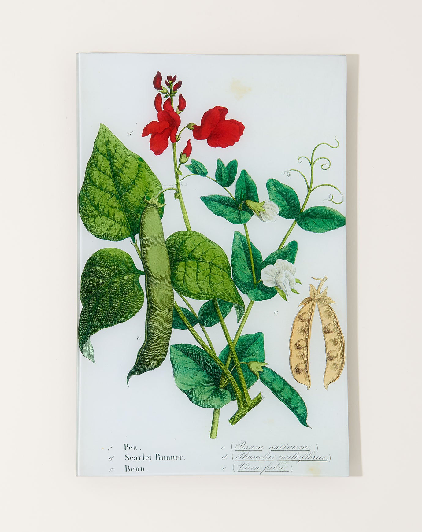 John Derian Pea, Scarlet Runner, Bean (Kitchen Vegetables) Wall Tray
