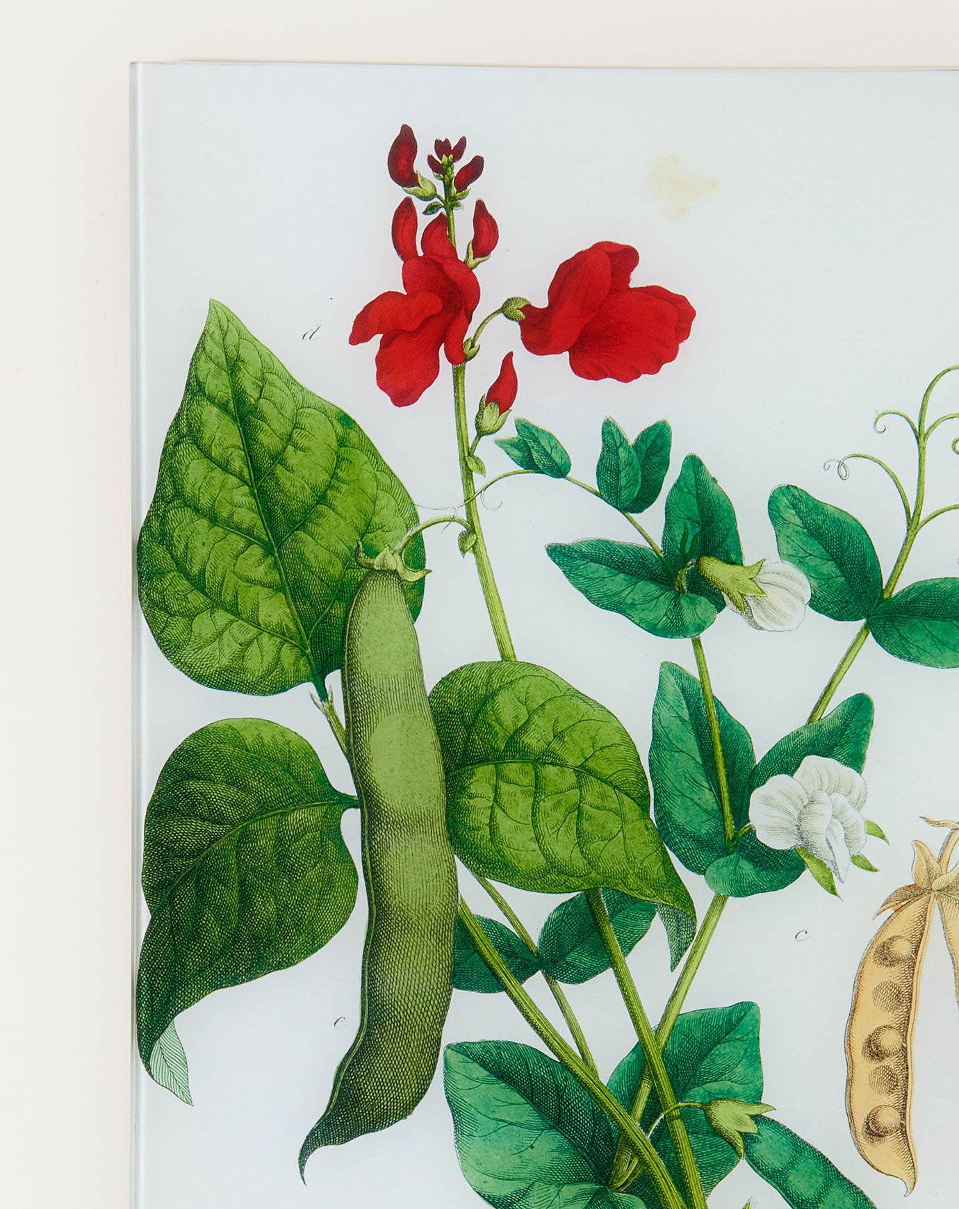 John Derian Pea, Scarlet Runner, Bean (Kitchen Vegetables) Wall Tray