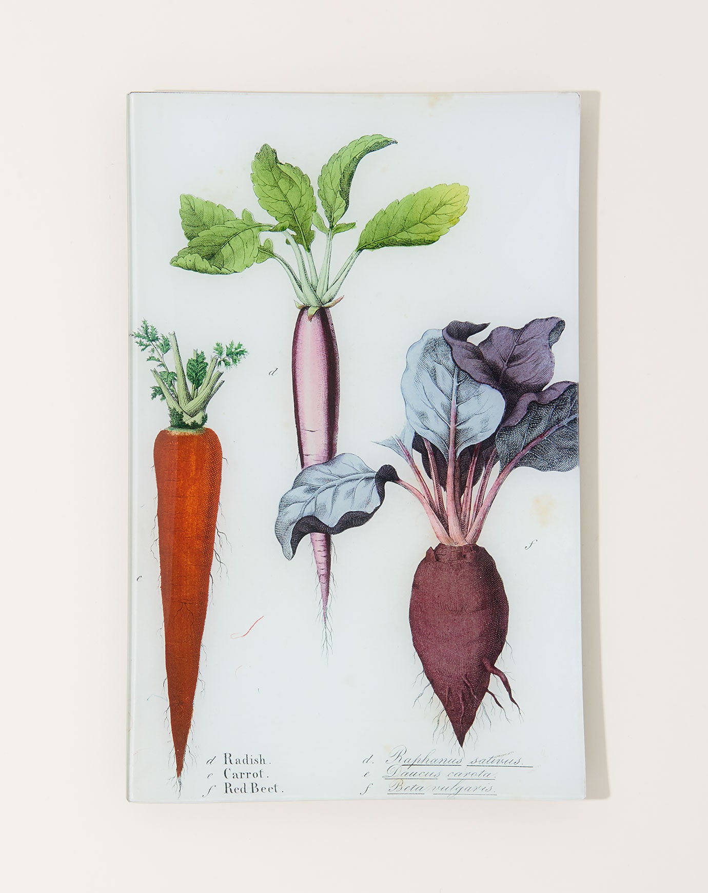 John Derian Radish, Carrot, Beet (Kitchen Vegetables) Wall Tray