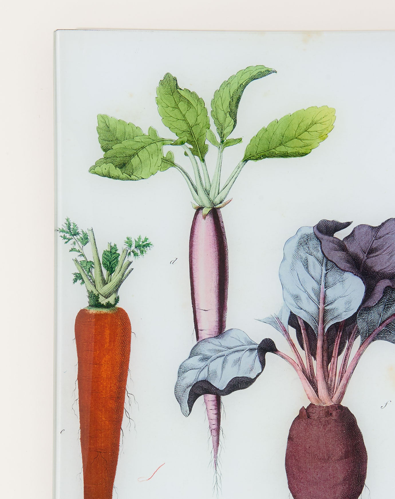 John Derian Radish, Carrot, Beet (Kitchen Vegetables) Wall Tray