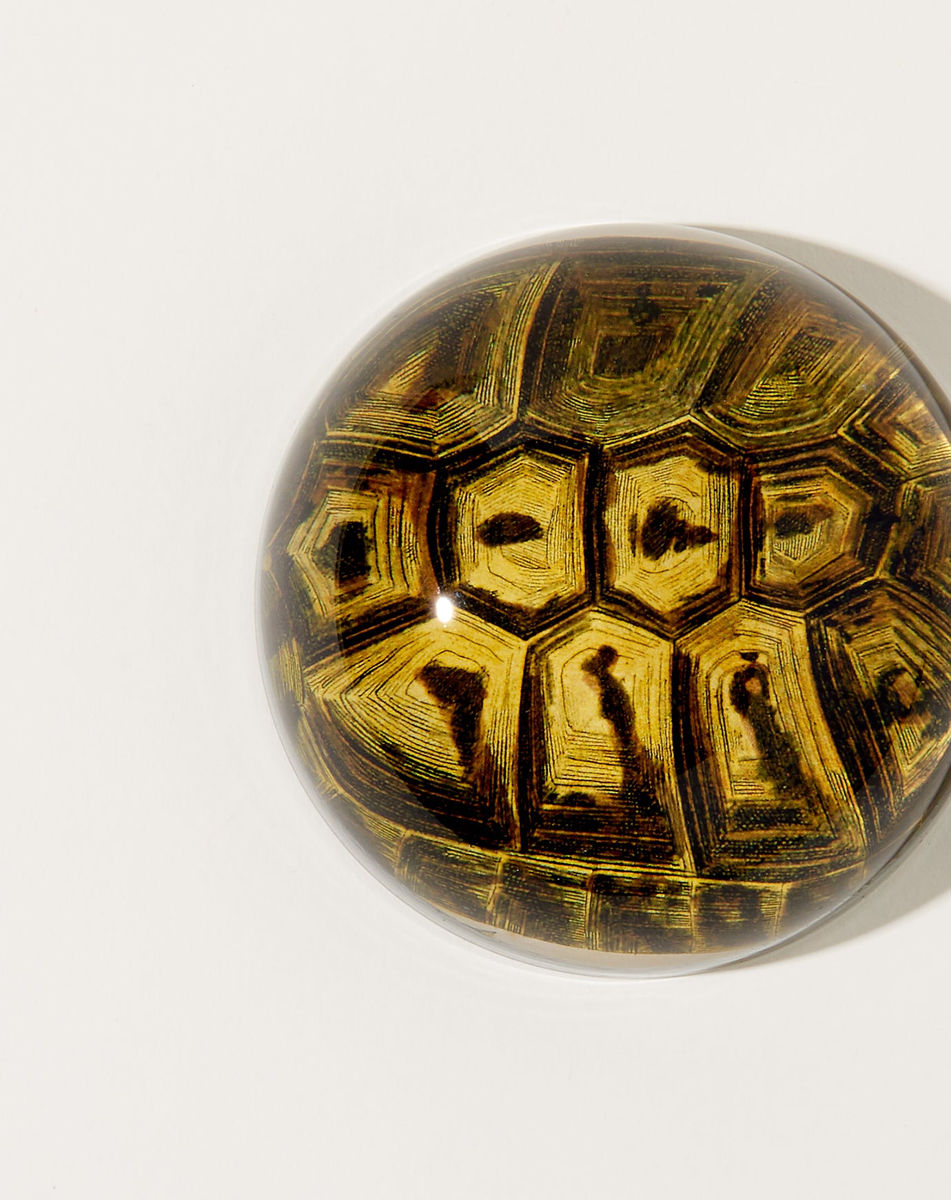 John Derian Tortoise Dome Paperweight