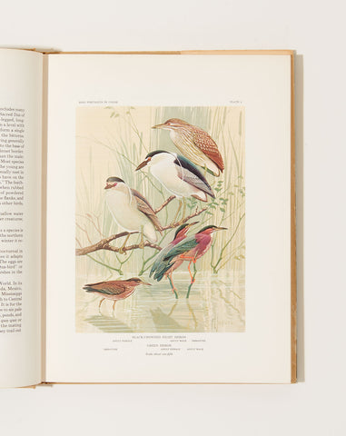 Bird Portraits in Color